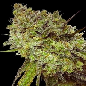 Lemon Tree x Purple Punch > Tramuntana Seeds